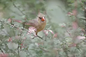 Horizontal Prints: Cardinal