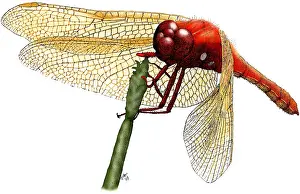 Bugs Prints: Cardinal Meadowhawk Dragonfly