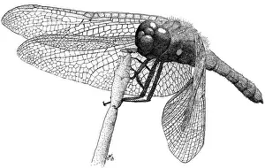 Bugs Prints: Cardinal Meadowhawk Dragonfly