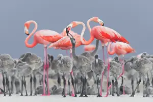 Feed Prints: Caribbean Flamingo Feeding Chick
