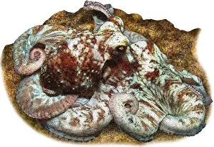Cephalopod Prints: Caribbean reef octopus