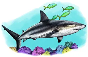 Caribbean Prints: Caribbean reef shark