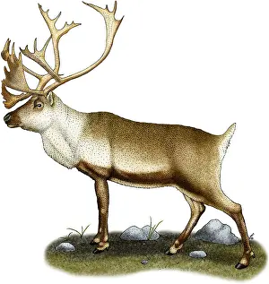 Tundra Prints: Caribou