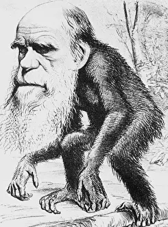 Selective Prints: Caricature of Charles Darwin, 1871