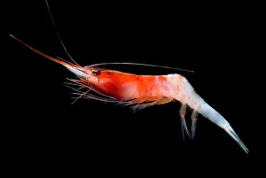 Caridean Shrimp