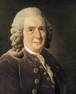 Swedish Prints: Carl Linnaeus, Swedish Botanist