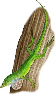 Chameleon Prints: Carolina Anole