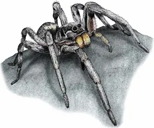 Wolf Prints: Carolina wolf spider