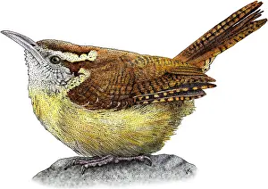 Songbird Prints: Carolina Wren