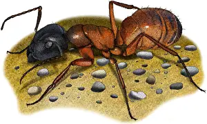 Ants Prints: Carpenter Ant