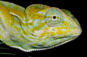 Chameleon Prints: Carpet Chameleon