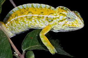 Chameleon Prints: Carpet Chameleon