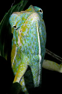 Chameleon Prints: Carpet Chameleon