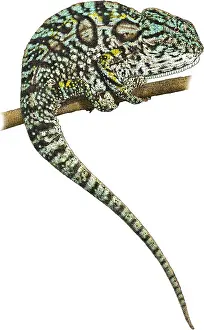 Chameleon Prints: Carpet Chameleon, Illustration