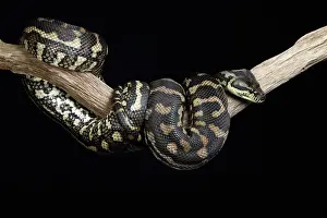 Serpent Prints: Carpet Python