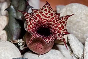 Beetle Prints: Carrion Flower (Huernia hislopii kapugua)