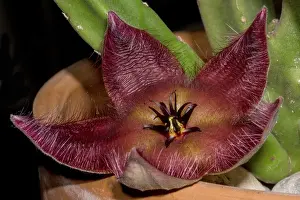 Beetle Prints: Carrion flower (Stapelia hirsuta)