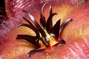 Beetle Prints: Carrion flower (Stapelia hirsuta)