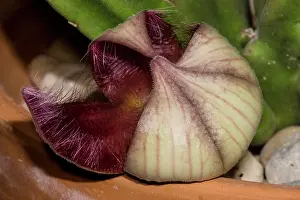 Beetle Prints: Carrion flower (Stapelia hirsuta)