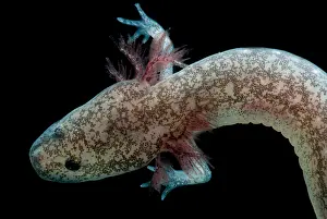 Cascade Prints: Cascades Caverns Salamander