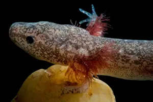 Cascade Prints: Cascades Caverns Salamander