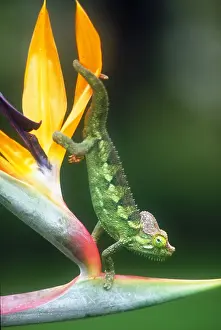 Lizard Prints: Casque-headed chameleon