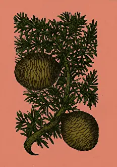 Plantae Prints: Cassia Tree, Alchemy Plant