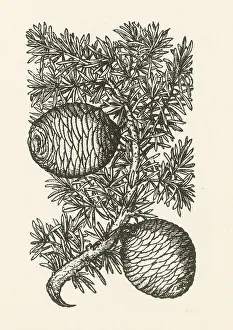 Religious Prints: Cassia Tree, Alchemy Plant