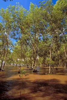 Tide Prints: Casuarina Coast
