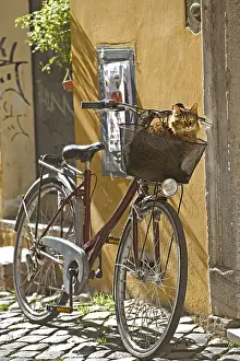 Prints of Tabby cat in a bicycle basket, Trastevere, Rome, Italy : Cat In a Bicycle Basket, Rome, Italy