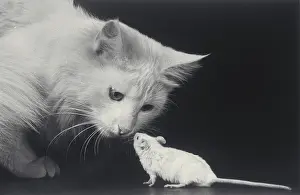 Cat and mouse