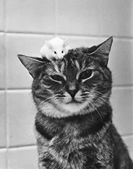 Kittens Prints: Cat and mouse