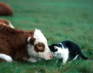 Cattle Prints: Cat Snuggles with a Cow Friend