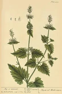 Catmint, Medicinal Plant, 1737