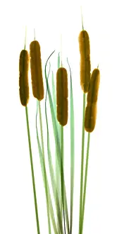Tail Prints: Cattails, Typha latifolia, X-ray
