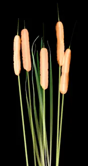 Mixed Science Images Prints: Cattails, Typha latifolia, X-ray