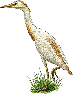 Cattle Prints: Cattle egret