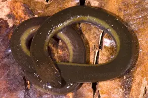 Larva Prints: Caudacaecilia Asplenia