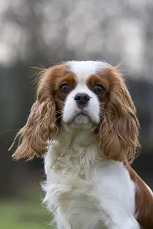 Shot Prints: Cavalier King Charles Spaniel