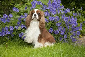 Flower Prints: Cavalier King Charles Spaniel dog on the grass in a flower garden