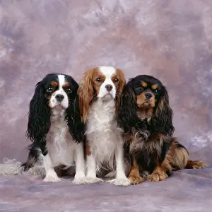 Studio Prints: Cavalier King Charles Spaniels