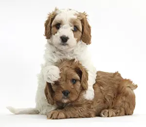 Studio Prints: Cavapoo Puppies Hugging