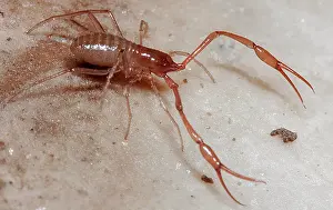 Adapted Prints: Cave Adapted Pseudoscorpion