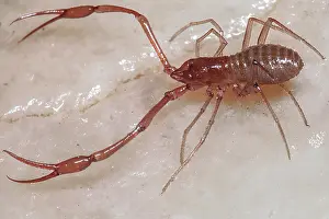 Adapted Prints: Cave Adapted Pseudoscorpion