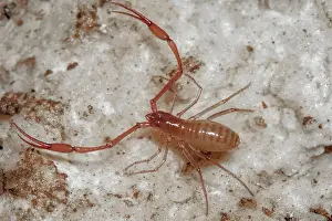 Cave Prints: Cave Adapted Pseudoscorpion