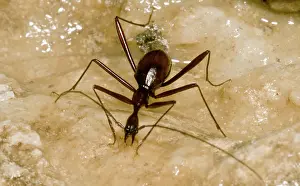 Beetle Prints: Cave Beetle (Xuedytes sp.)