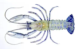 Crayfish Prints: Cave crayfish
