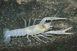 Albino Prints: Cave Crayfish