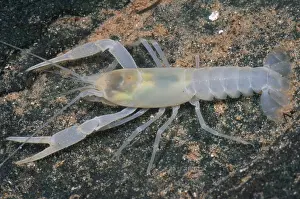 Freshwater Prints: Cave crayfish