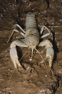 Twins Prints: Cave Crayfish